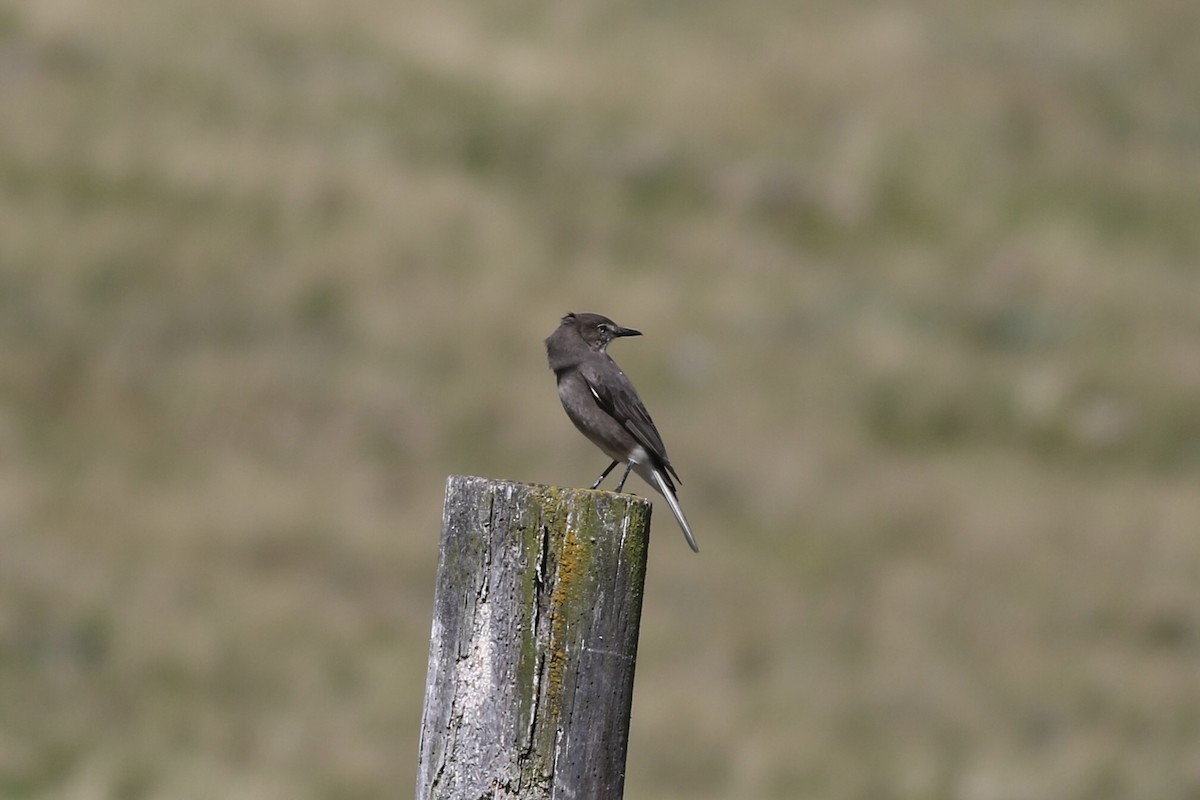 Black-billed Shrike-Tyrant - ML622952926