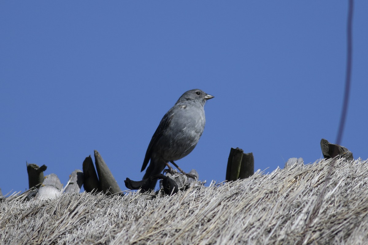 Plumbeous Sierra Finch - ML622952947