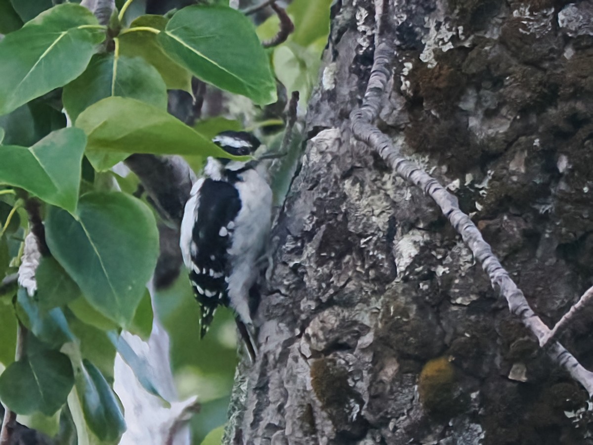 Downy Woodpecker - Alexandre Vinot