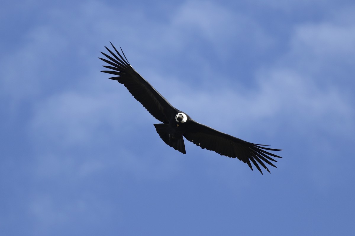 Andean Condor - ML622953067