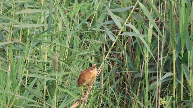 Cinnamon Bittern - ML622953092
