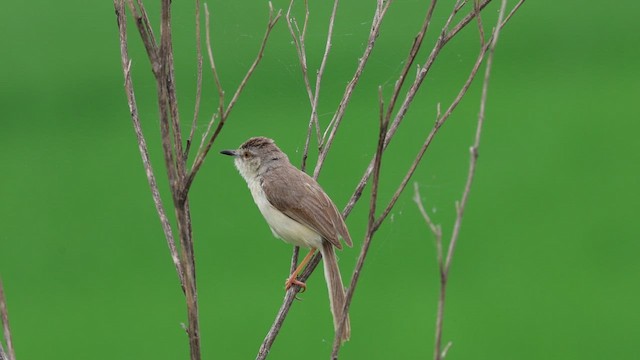 Plain Prinia - ML622953135