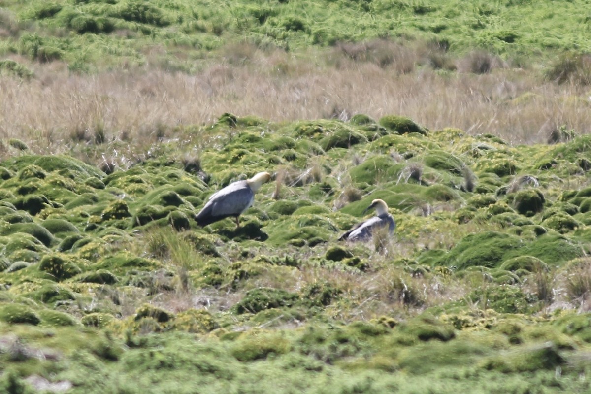 Andean Ibis - ML622953137