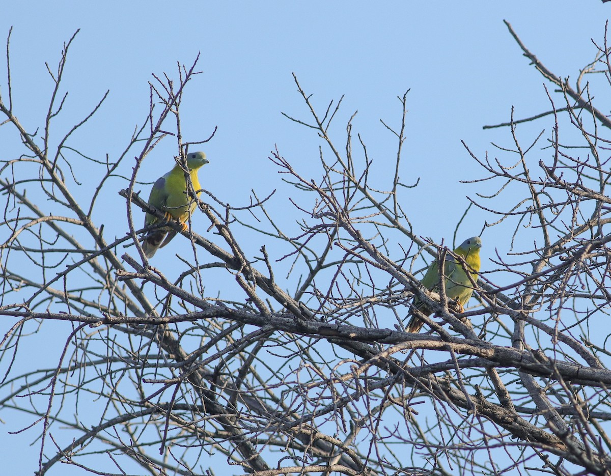 Yellow-footed Green-Pigeon - ML622953160