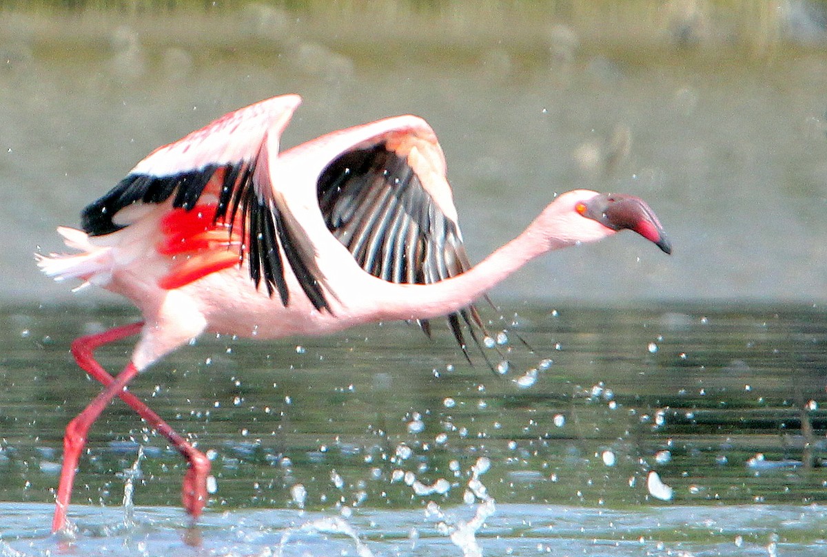 Küçük Flamingo - ML622953182