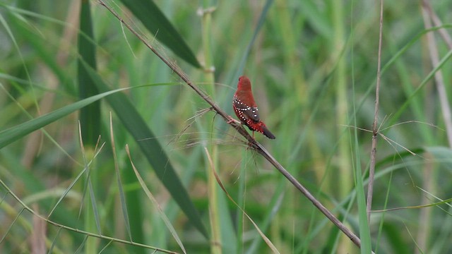 Red Avadavat - ML622953234