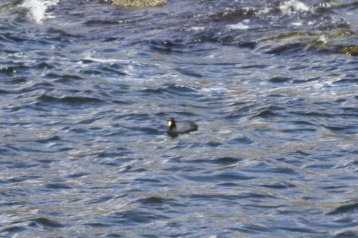 Slate-colored Coot - ML622953235