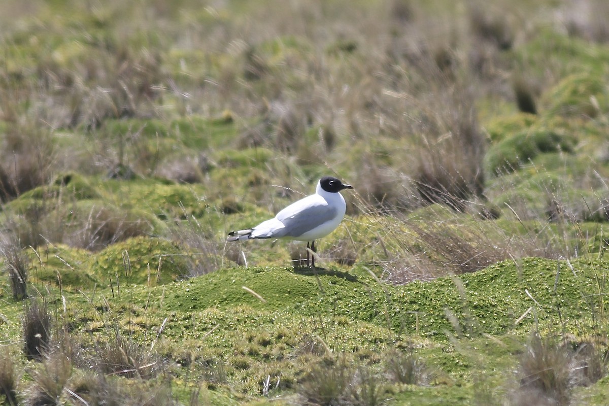 Andean Gull - ML622953256