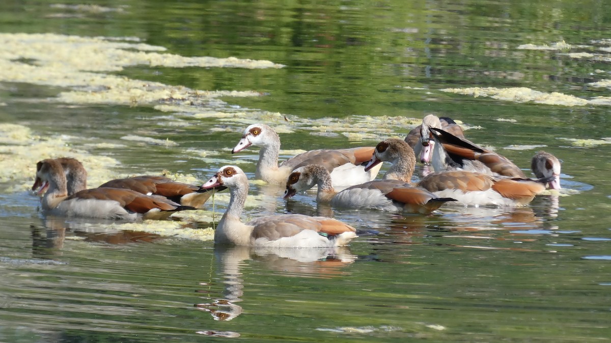 Egyptian Goose - Stephan Kienle