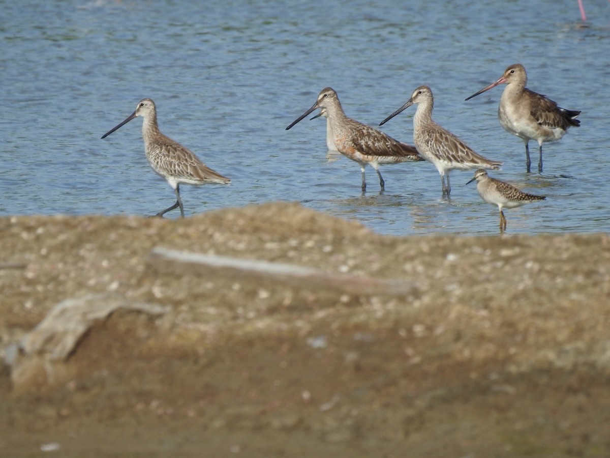 Asian Dowitcher - ML622953317