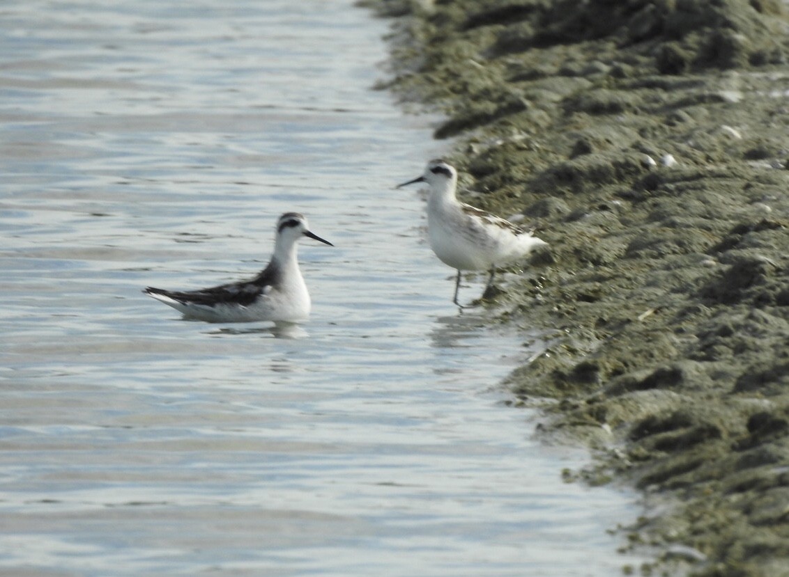 Phalarope à bec étroit - ML622953318