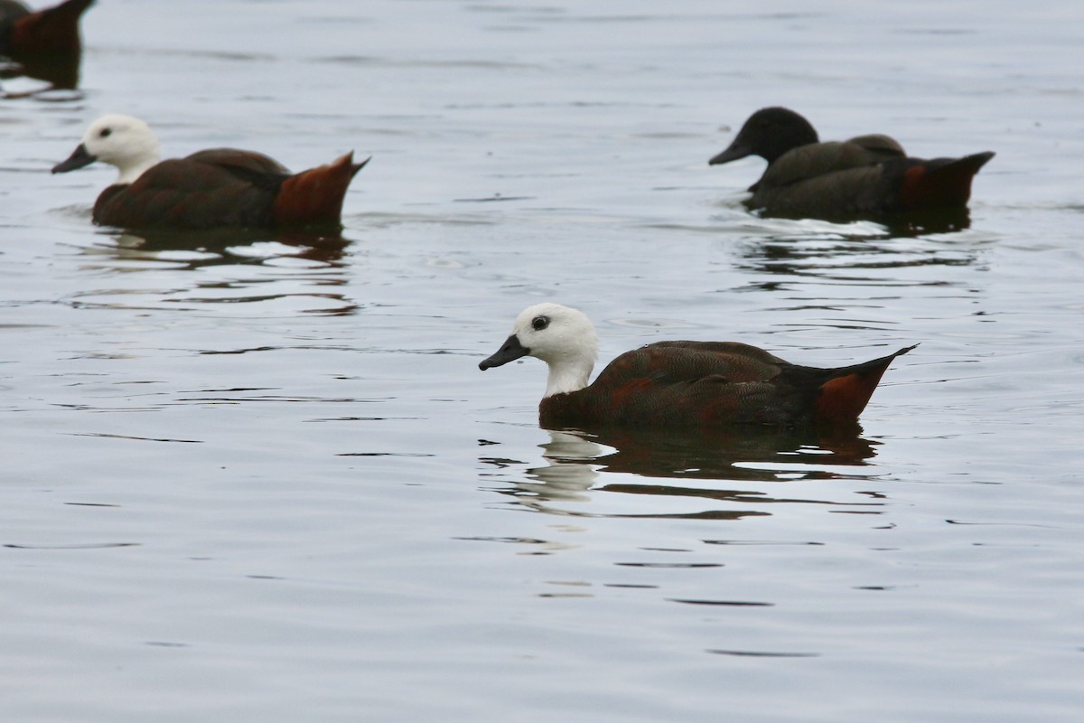 Paradise Shelduck - ML622953360