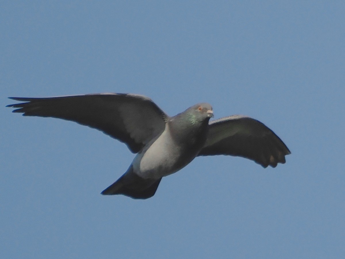 Rock Pigeon (Feral Pigeon) - ML622953362