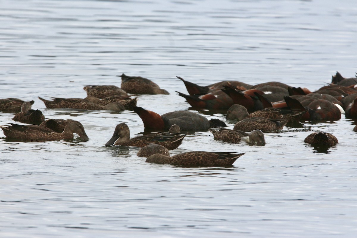 Australasian Shoveler - Pauline and Ray Priest