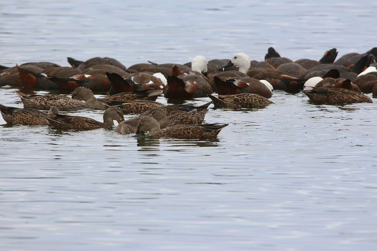 Australasian Shoveler - ML622953366