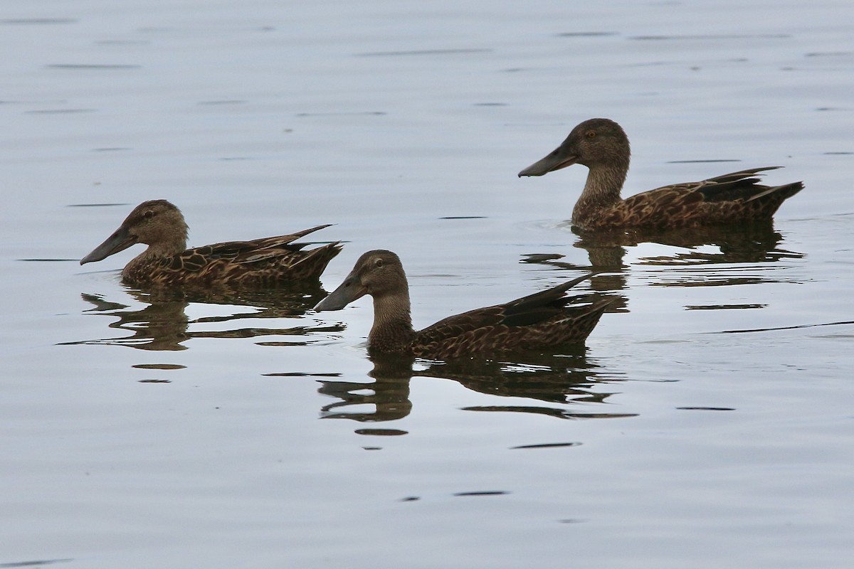 Australasian Shoveler - ML622953367