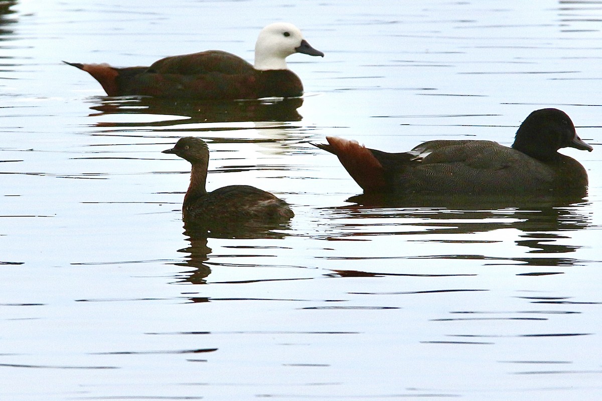 New Zealand Grebe - ML622953377