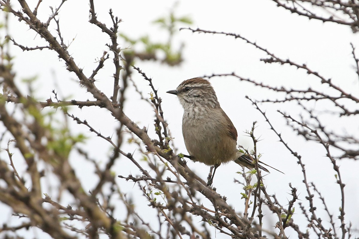 Plain-mantled Tit-Spinetail - ML622953378