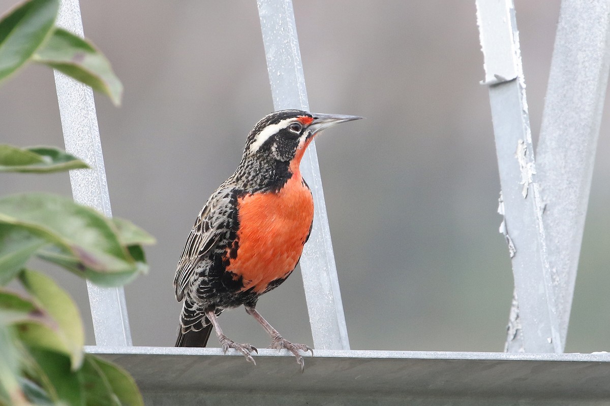 Long-tailed Meadowlark - ML622953382