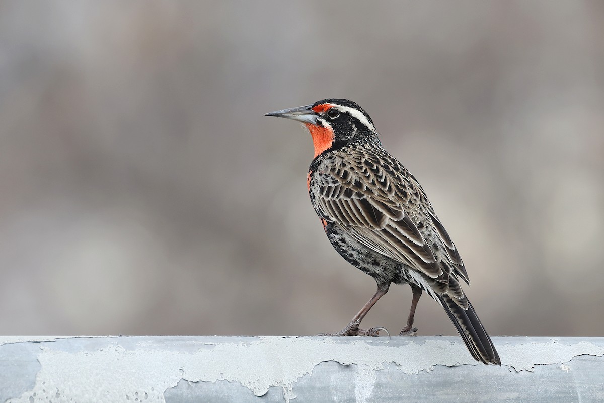 Long-tailed Meadowlark - ML622953384