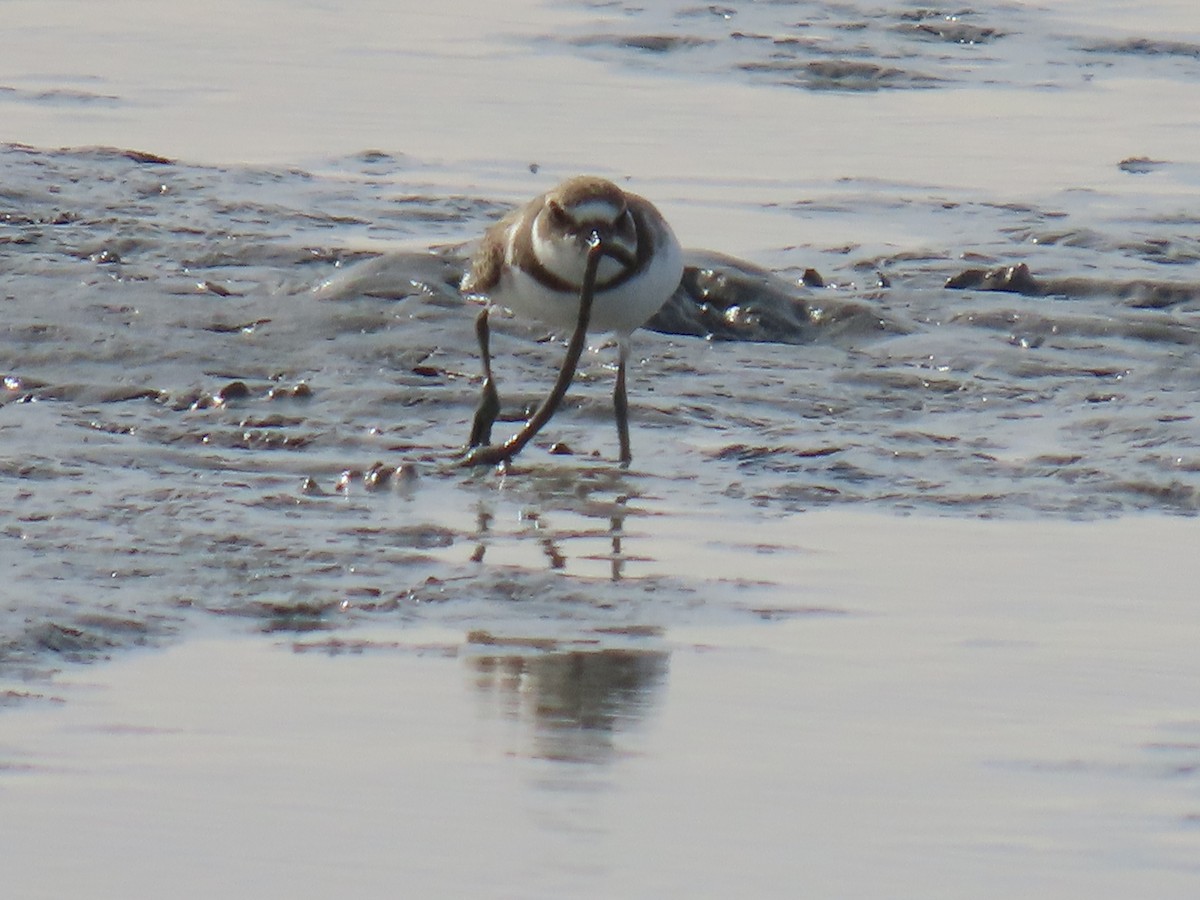 Semipalmated Plover - ML622953391