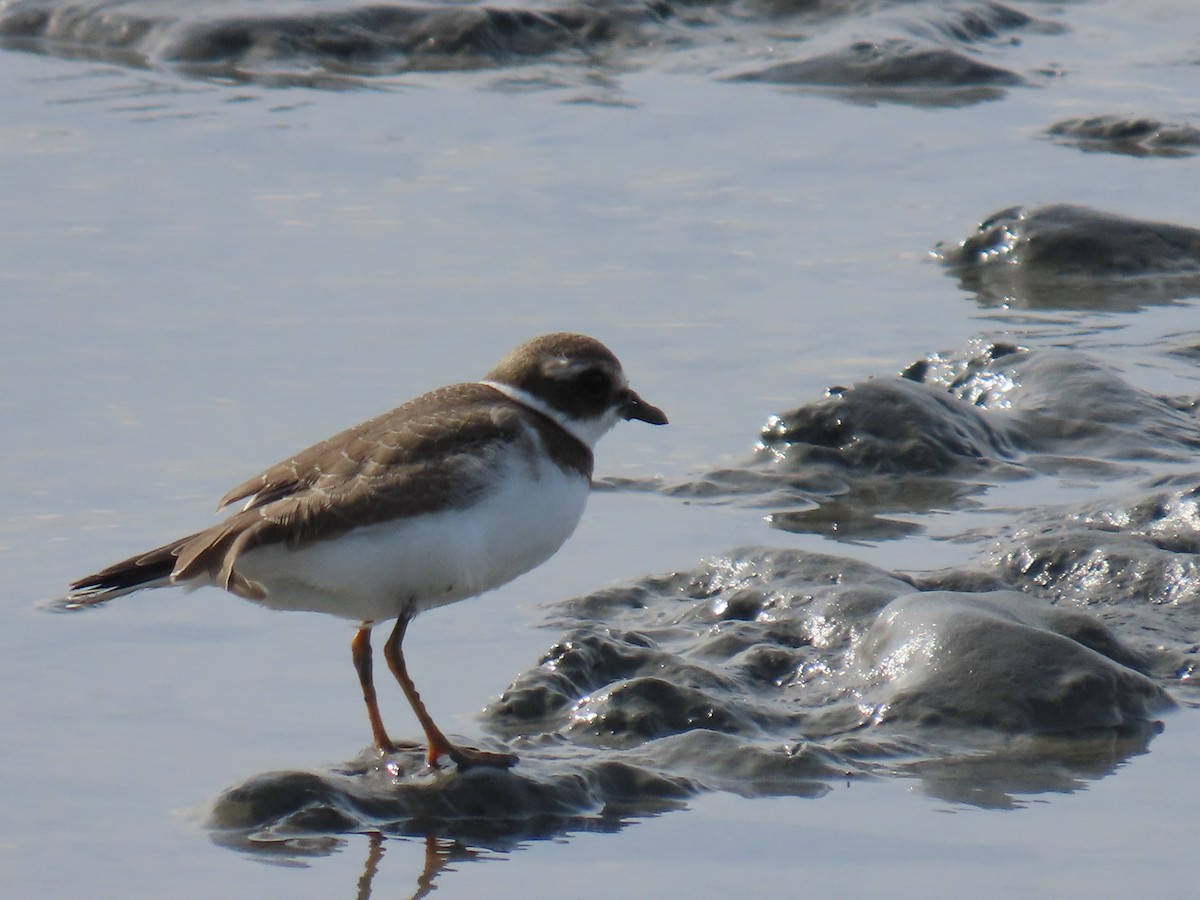 Semipalmated Plover - ML622953394