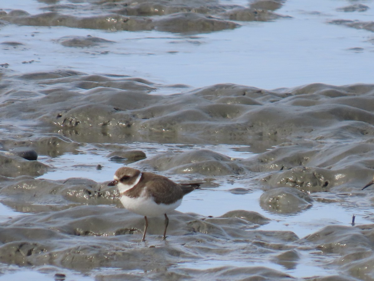 Semipalmated Plover - ML622953397