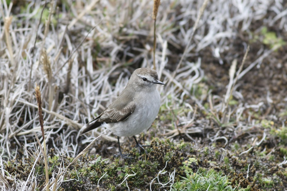 Plain-capped Ground-Tyrant - John King