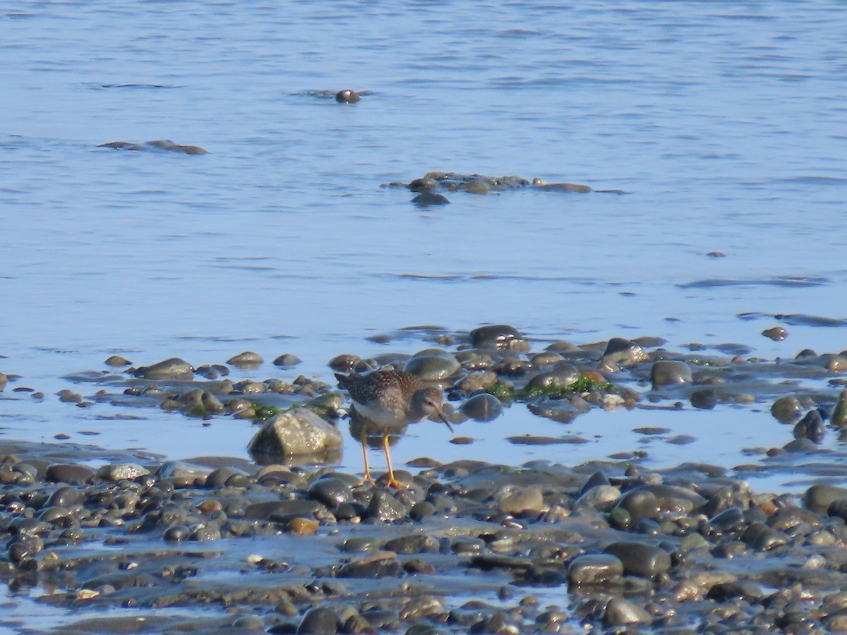 Lesser Yellowlegs - ML622953507