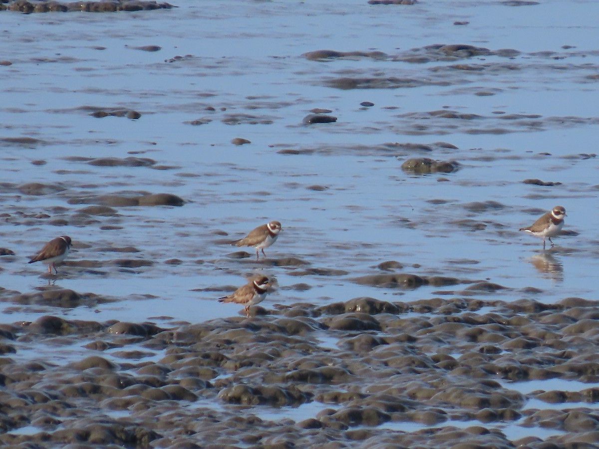 Semipalmated Plover - ML622953522