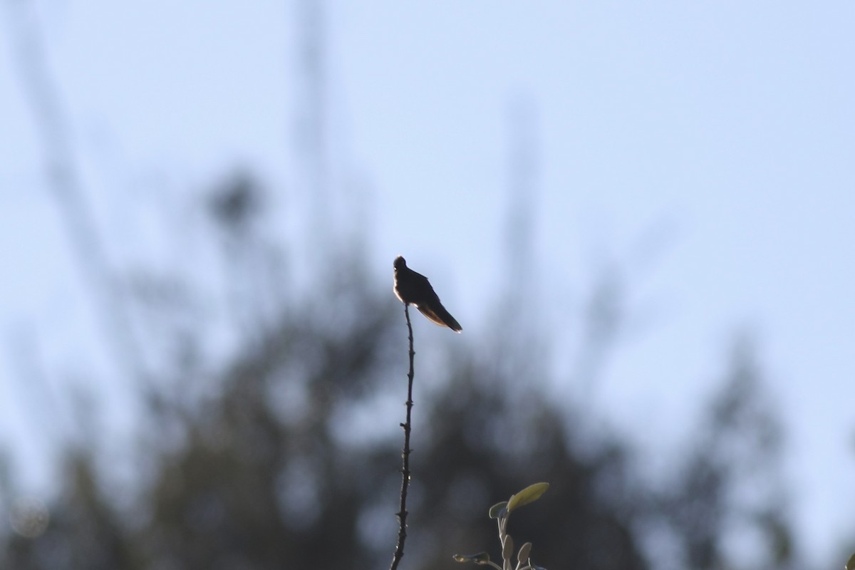 Rainbow-bearded Thornbill - ML622953526