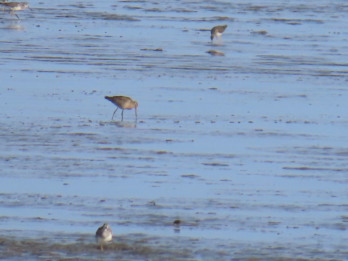 Hudsonian Godwit - ML622953561