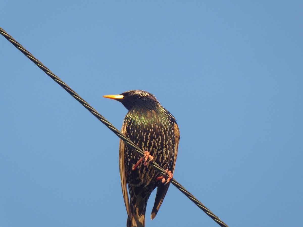 European Starling - Hugo Selles