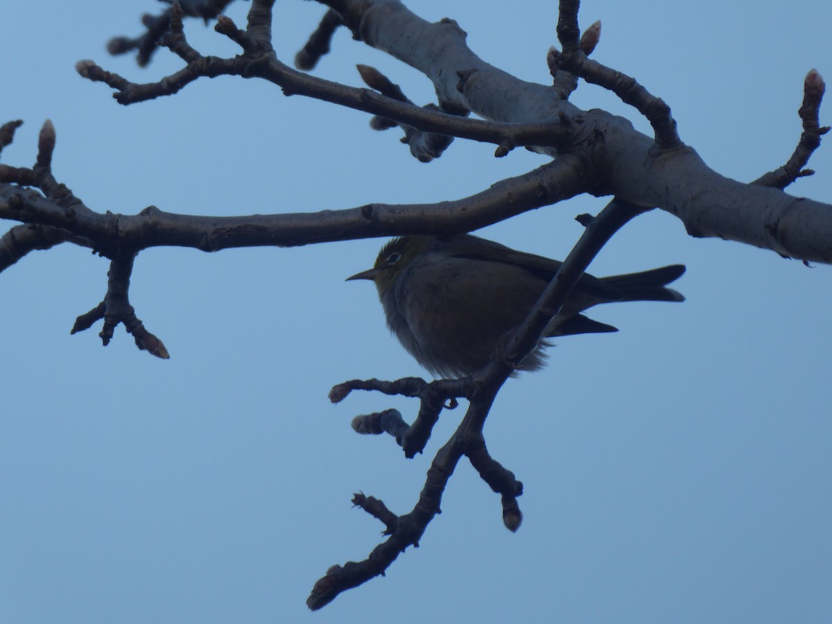 Silvereye - Hugo Selles