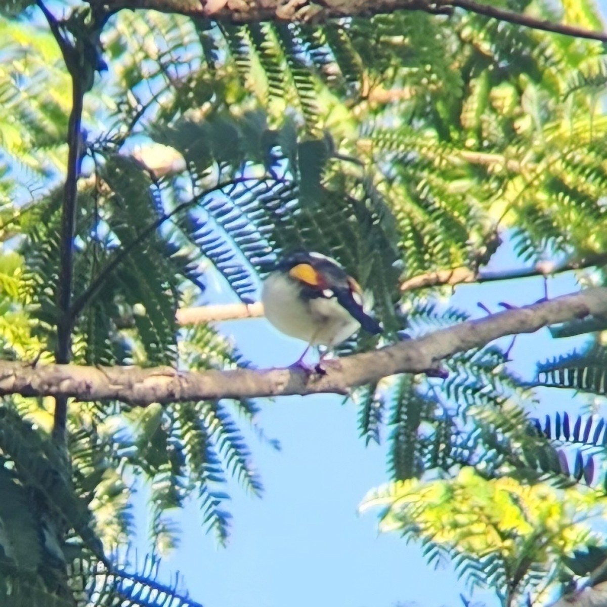 Pied Shrike-Babbler - ML622953594