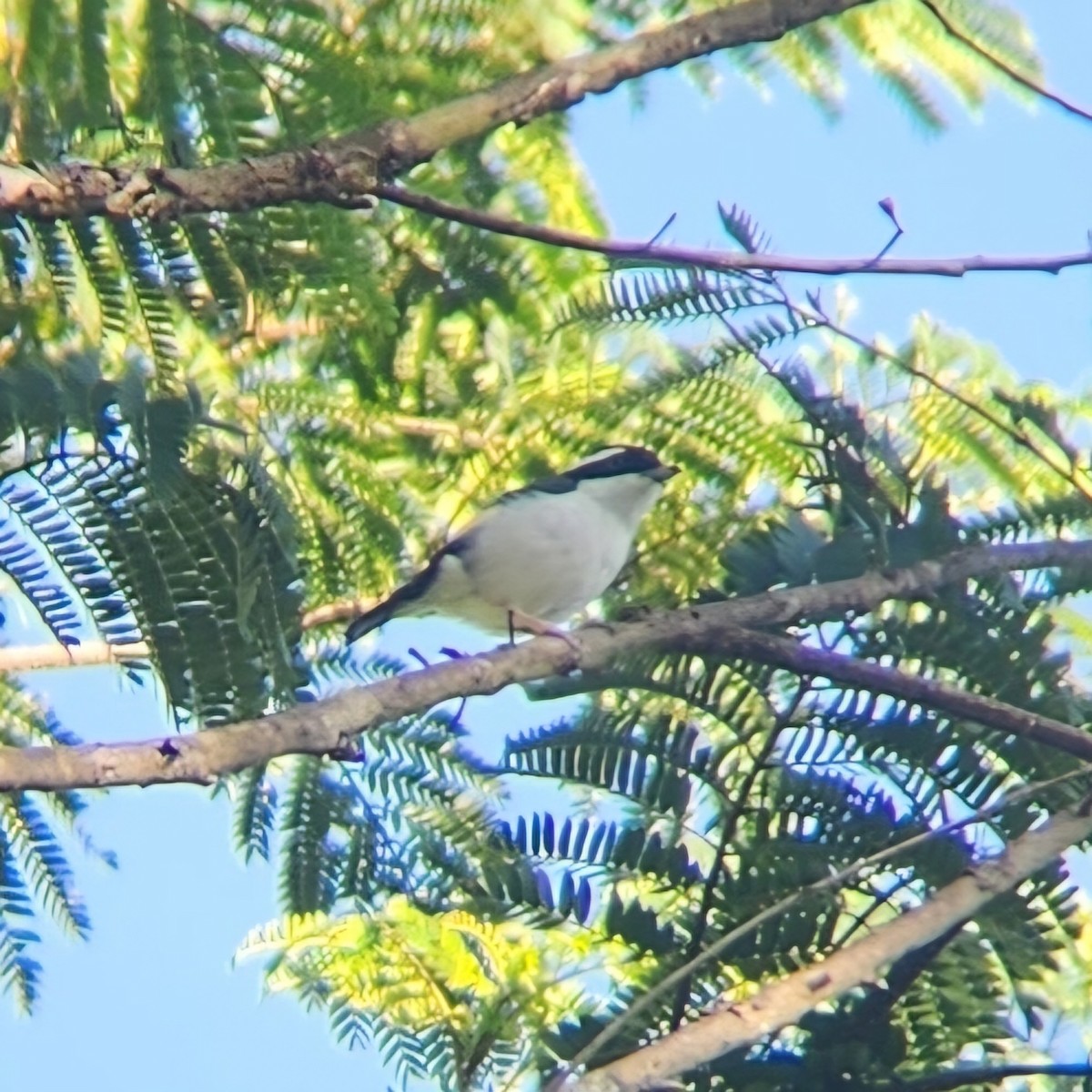 Pied Shrike-Babbler - ML622953595