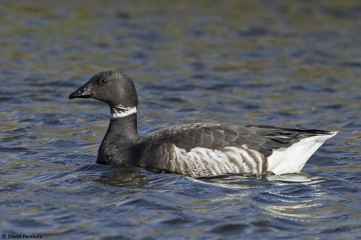 Brant (Black) - ML622953618