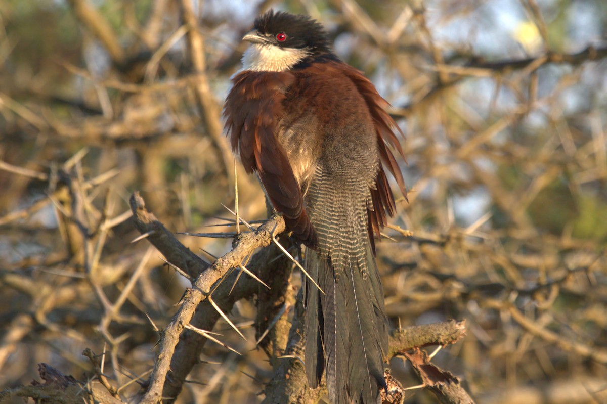 White-browed Coucal (Burchell's) - ML622953659