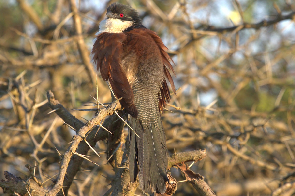 White-browed Coucal (Burchell's) - ML622953660