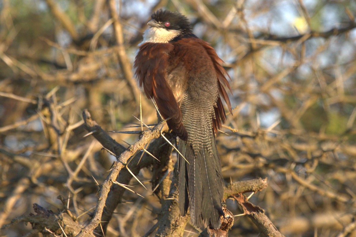 White-browed Coucal (Burchell's) - ML622953661