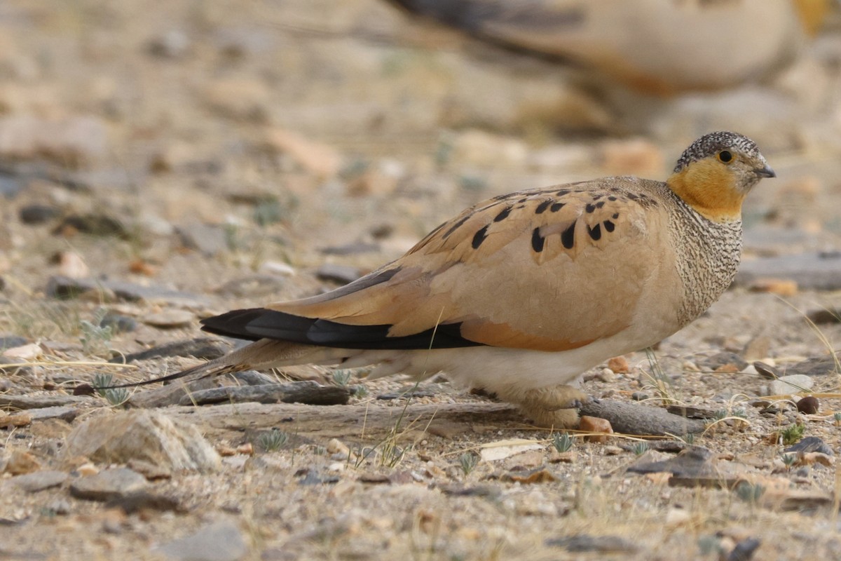 Tibetan Sandgrouse - ML622953663