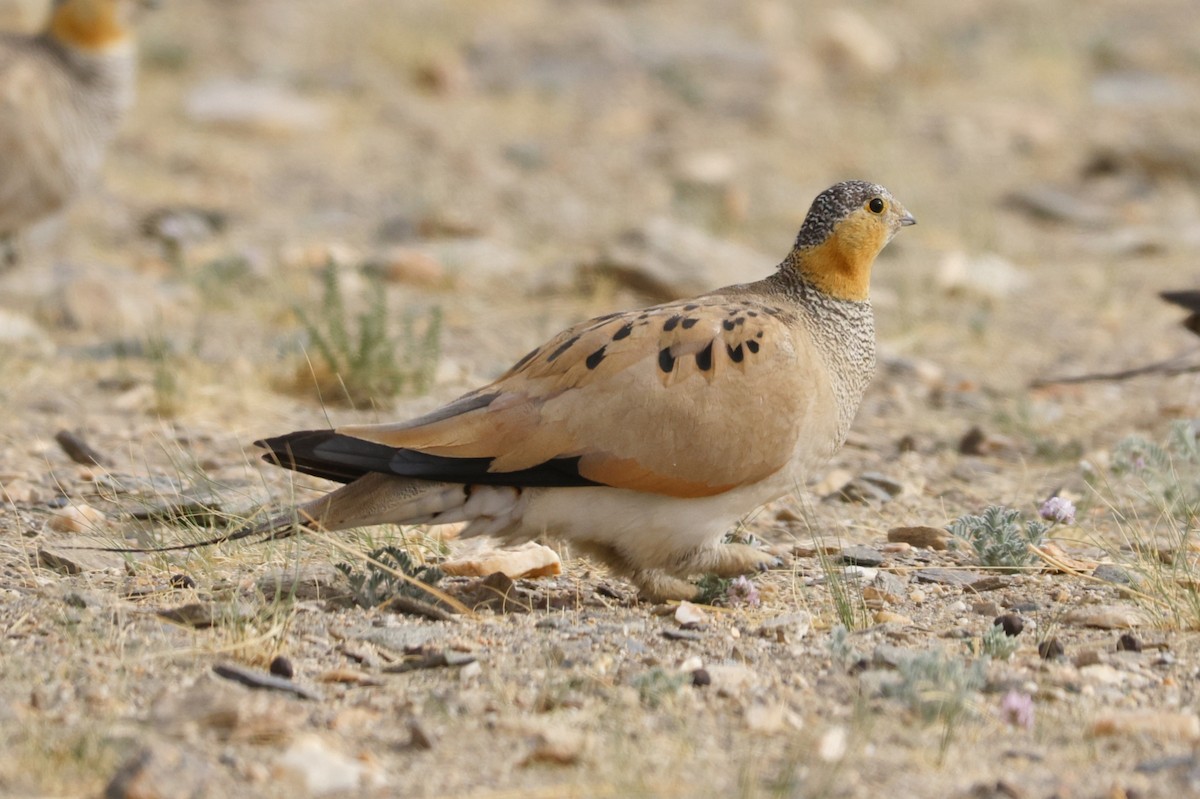 Tibetan Sandgrouse - ML622953664