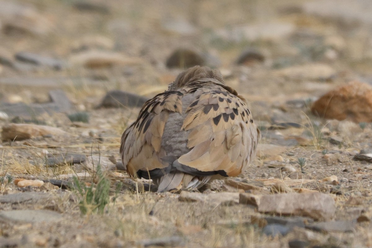 Tibetan Sandgrouse - ML622953665