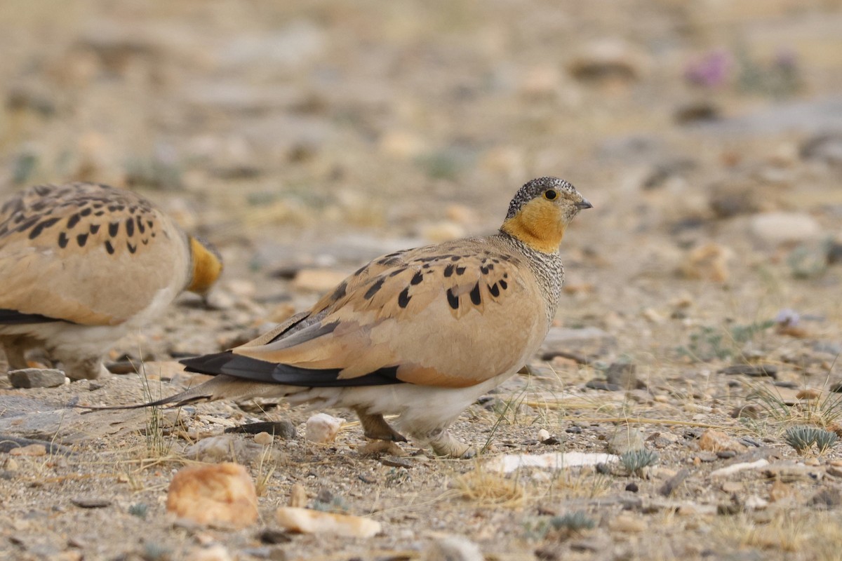 Tibetan Sandgrouse - ML622953666