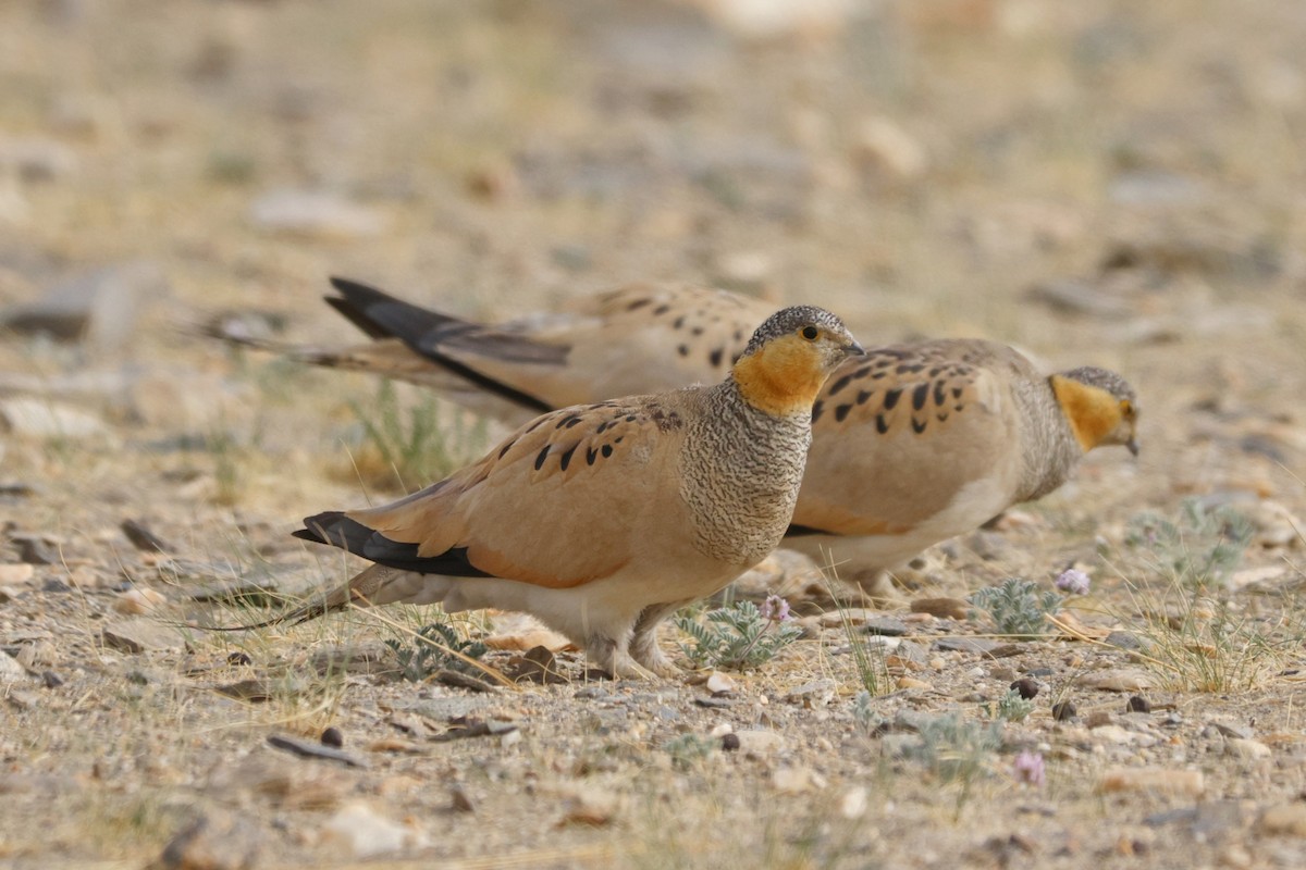 Tibetan Sandgrouse - ML622953667