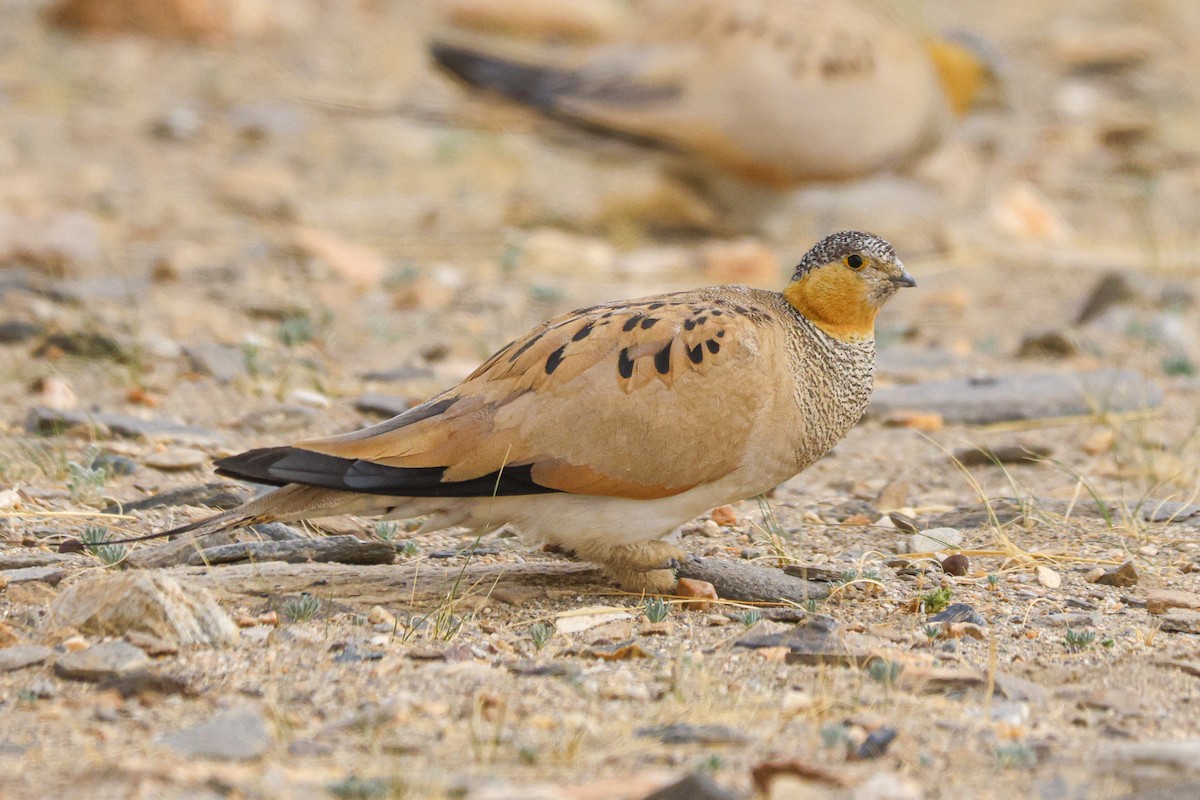 Tibetan Sandgrouse - ML622953684