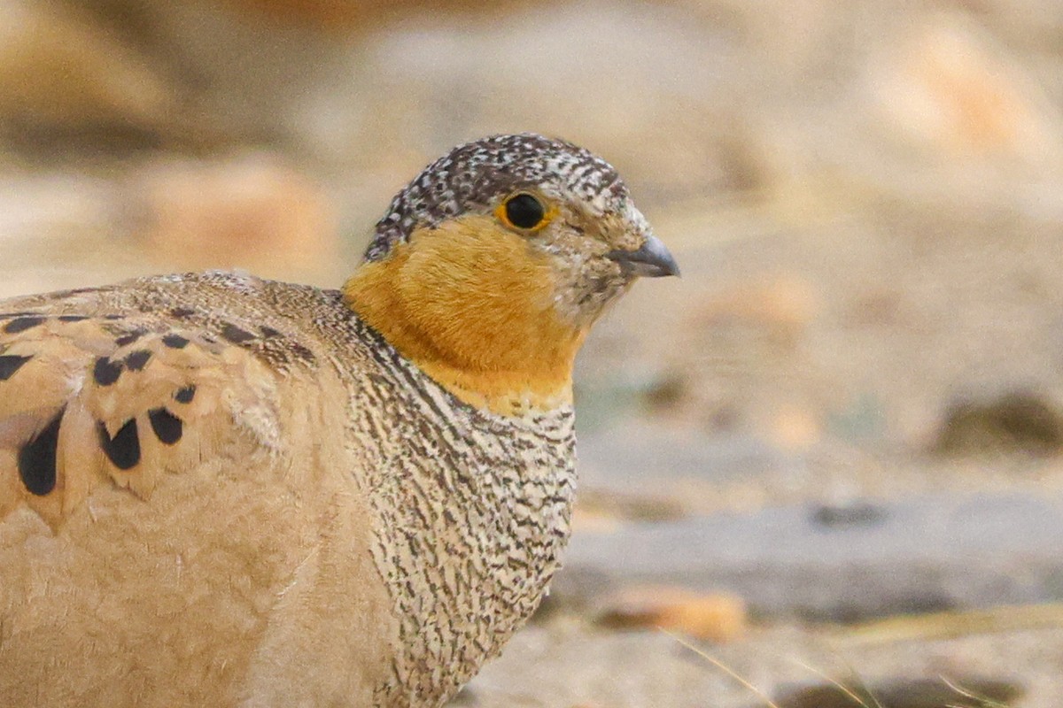 Tibetan Sandgrouse - ML622953685