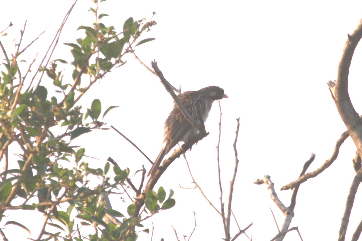 Greater Honeyguide - ML622953703