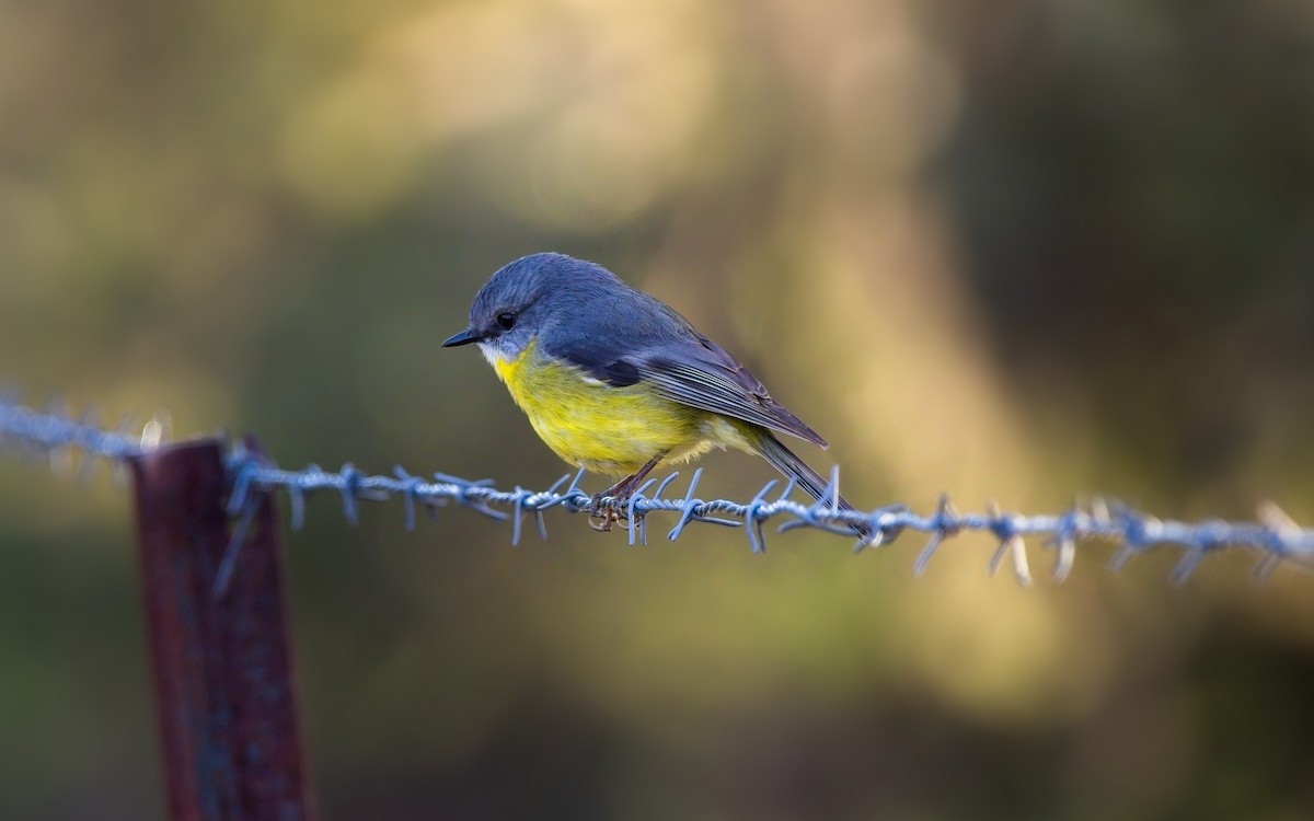 Eastern Yellow Robin - ML622953725