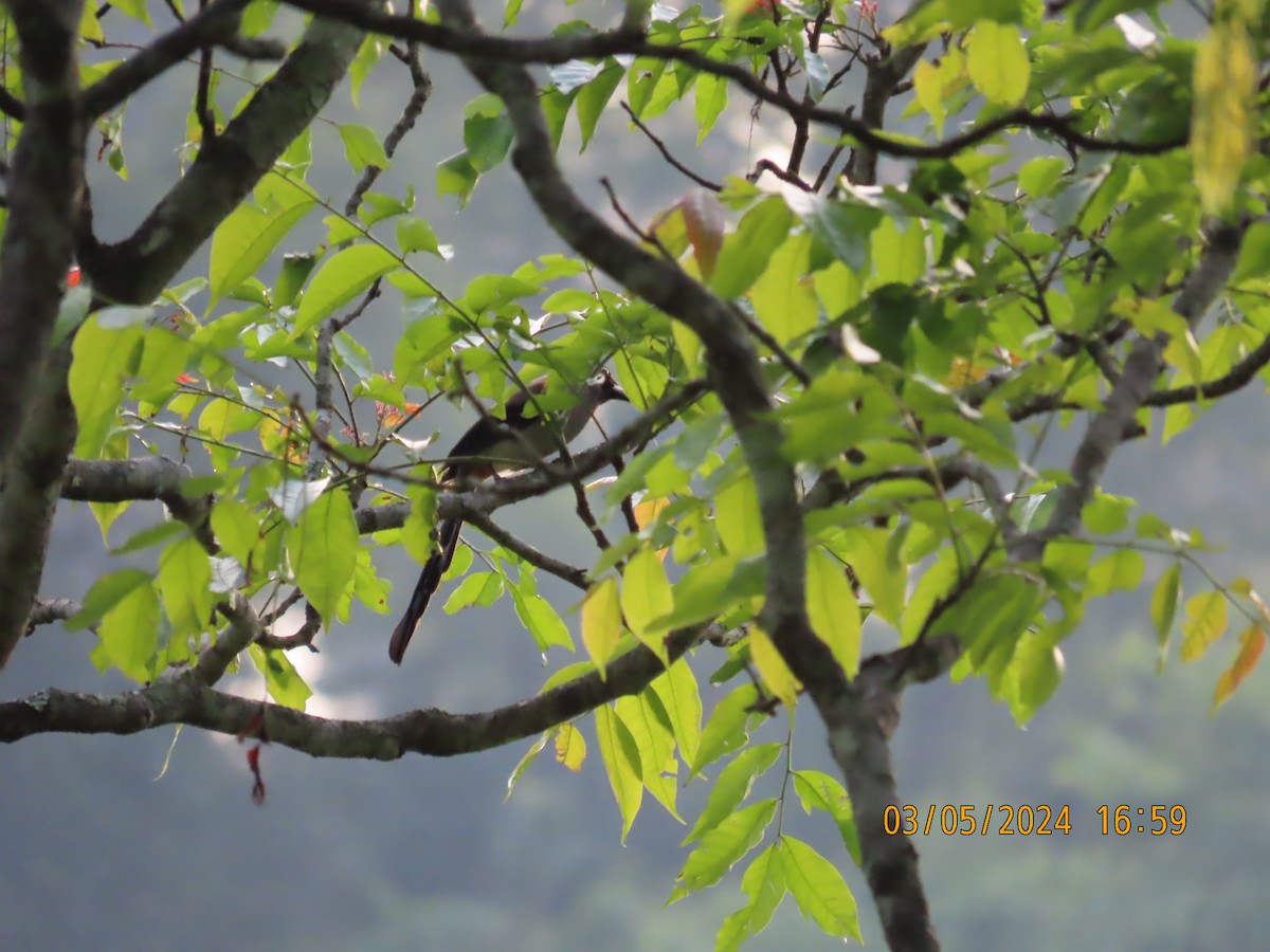 Collared Treepie - ML622953786